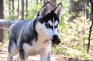 Dodatkowe zdjęcia: Wysoko urodzone szczenięta rasy Siberian Husky