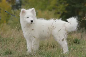 Zdjęcie №4. Sprzedam samojed (rasa psa) w Nowosybirsk. od żłobka, hodowca - cena - 4293zł