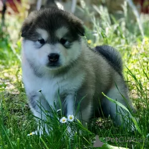 Zdjęcie №2 do zapowiedźy № 119711 na sprzedaż  alaskan malamute - wkupić się Niemcy prywatne ogłoszenie