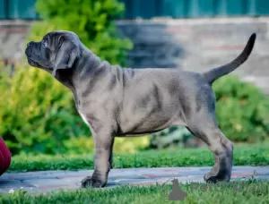 Zdjęcie №1. cane corso - na sprzedaż w Loznica | negocjowane | Zapowiedź №67146