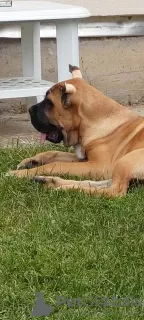 Dodatkowe zdjęcia: Cane Corso szczenięta na sprzedaż