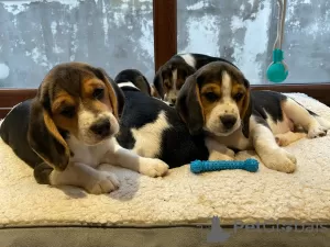 Zdjęcie №3. Akc zarejestrowane szczenięta rasy beagle. USA