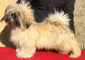 Zdjęcie №1. lhasa apso - na sprzedaż w Киев | 2551zł | Zapowiedź №4666