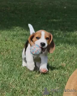 Dodatkowe zdjęcia: szczenięta beagle wychowane w kochającym domu rodzinnym, 