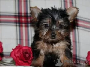 Zdjęcie №1. yorkshire terrier - na sprzedaż w State Line | Bezpłatny | Zapowiedź №110093