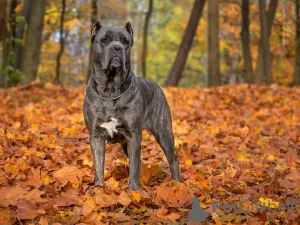 Dodatkowe zdjęcia: Szczenięta Cane Corso