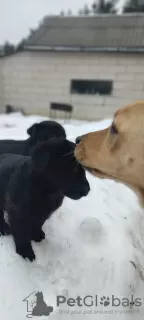 Zdjęcie №4. Sprzedam labrador retriever w Mińsk. prywatne ogłoszenie - cena - Bezpłatny