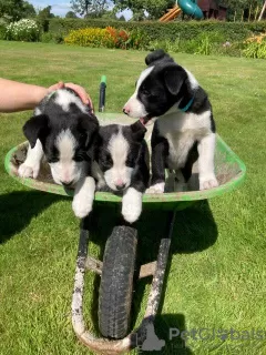 Zdjęcie №1. border collie - na sprzedaż w Santa Rita | 2575zł | Zapowiedź №56330