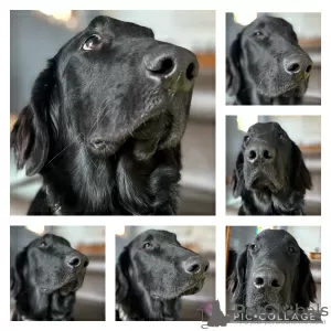 Zdjęcie №1. flat coated retriever - na sprzedaż w Ham-sous-Varsberg | 4186zł | Zapowiedź №127188