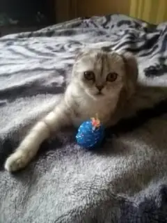 Zdjęcie №2 do zapowiedźy № 1295 na sprzedaż  scottish fold - wkupić się Federacja Rosyjska prywatne ogłoszenie