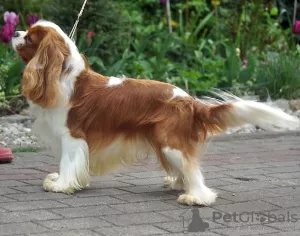 Zdjęcie №4. Sprzedam cavalier king charles spaniel w Łochowo. prywatne ogłoszenie - cena - 7534zł