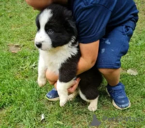 Zdjęcie №3. śliczne szczenięta border collie. USA