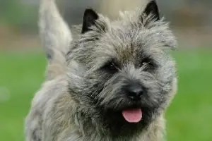 Zdjęcie №2 do zapowiedźy № 1010 na sprzedaż  cairn terrier - wkupić się Francja hodowca