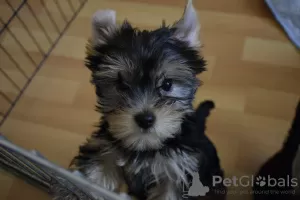 Zdjęcie №1. yorkshire terrier - na sprzedaż w Анталья | negocjowane | Zapowiedź №37622