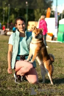 Dodatkowe zdjęcia: Samiec Shiba Inu, Shiba Inu, Shiba Inu jest otwarty na krycie