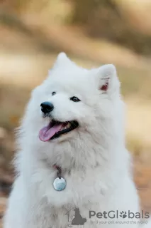 Dodatkowe zdjęcia: Szczeniaki rasy Samoyed