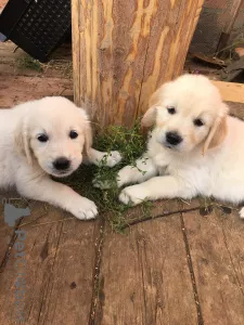 Zdjęcie №3. Sprzedam szczenięta Golden Retriever. Federacja Rosyjska