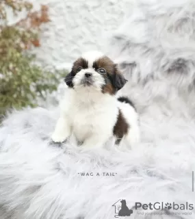 Zdjęcie №3. Shih tzu. Niemcy