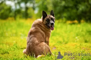 Zdjęcie №4. Sprzedam malinois w Москва. prywatne ogłoszenie - cena - Bezpłatny