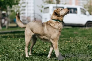 Zdjęcie №4. Sprzedam  w Москва. prywatne ogłoszenie - cena - Bezpłatny