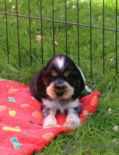 Zdjęcie №4. Sprzedam cocker spaniel angielski w Monachium. prywatne ogłoszenie, hodowca - cena - Bezpłatny