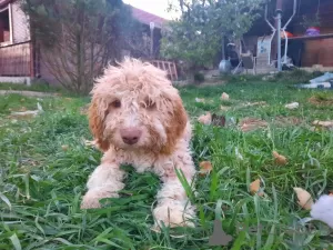 Dodatkowe zdjęcia: Rasowe szczenięta Lagotto Romagnolo