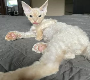 Dodatkowe zdjęcia: Devon Rex Cynamon