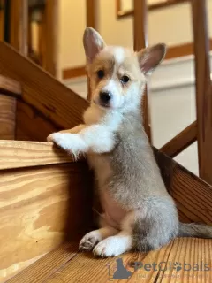 Zdjęcie №3. Sprzedam Piękne Szczenięta Welsh Corgi. Niemcy