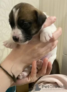 Dodatkowe zdjęcia: Cudowne szczenięta Jack Russell Terrier szukają domu i troskliwych właścicieli!