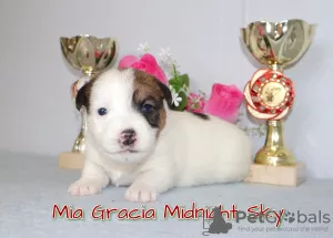 Zdjęcie №3. Szczenięta Jack Russell Terrier. Federacja Rosyjska