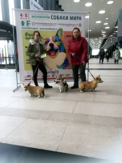 Zdjęcie №2 do zapowiedźy № 2738 na sprzedaż  welsh corgi - wkupić się Federacja Rosyjska hodowca