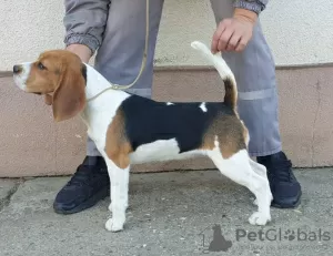 Dodatkowe zdjęcia: Beagle suka na sprzedaż