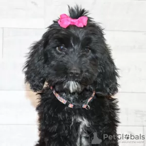 Zdjęcie №2 do zapowiedźy № 45612 na sprzedaż  labradoodle - wkupić się USA prywatne ogłoszenie