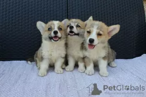 Dodatkowe zdjęcia: Szczenięta Welsh Corgi Pembroke