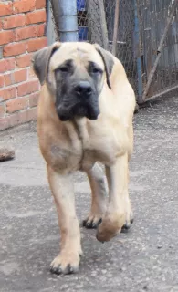 Zdjęcie №3. South African Boerboel, nastolatki.. Federacja Rosyjska