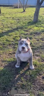 Zdjęcie №1. american bully - na sprzedaż w Чехтице | 11884zł | Zapowiedź №94260