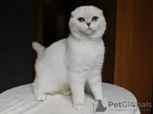 Zdjęcie №2 do zapowiedźy № 14797 na sprzedaż  scottish fold - wkupić się Ukraina od żłobka, hodowca