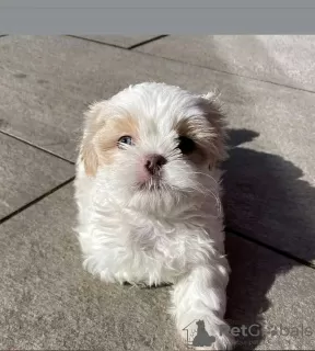 Zdjęcie №3. Shih tzu. USA