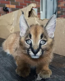 Zdjęcie №3. Dobry kot karakal do lokalnej adopcji. Gwadelupa