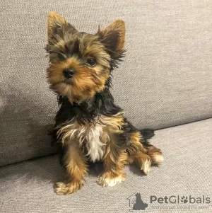 Zdjęcie №2 do zapowiedźy № 127444 na sprzedaż  yorkshire terrier - wkupić się Łotwa prywatne ogłoszenie