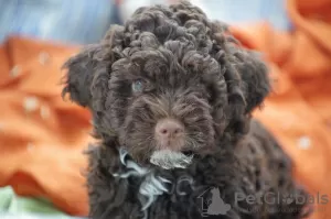 Zdjęcie №3. Szczenięta Lagotto Romagnolo. Chorwacja