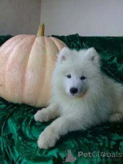 Dodatkowe zdjęcia: Szczenięta Samoyed