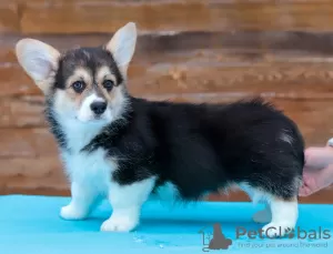 Dodatkowe zdjęcia: Szczenięta Pembroke Welsh Corgi