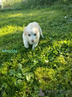 Zdjęcie №1. border collie - na sprzedaż w Gościm | 3558zł | Zapowiedź №70092