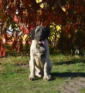 Zdjęcie №3. Szczenięta rasy Mastiff Angielski. Ukraina