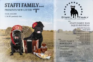 Zdjęcie №4. Sprzedam staffordshire bull terrier w Orenburg. od żłobka - cena - 2112zł