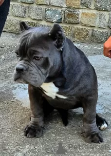 Zdjęcie №4. Sprzedam american bully w Нови Сад.  - cena - negocjowane