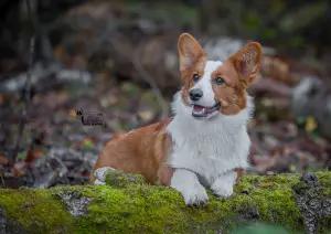 Zdjęcie №4. Sprzedam welsh corgi w Korolew. hodowca - cena - 3630zł