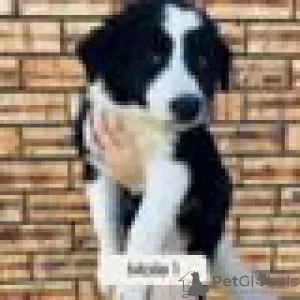 Zdjęcie №2 do zapowiedźy № 128415 na sprzedaż  border collie - wkupić się Finlandia hodowca