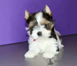 Zdjęcie №1. yorkshire terrier biewer - na sprzedaż w Mińsk | negocjowane | Zapowiedź №8850